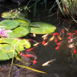 288003786_580171920107351_503923285553544896_n