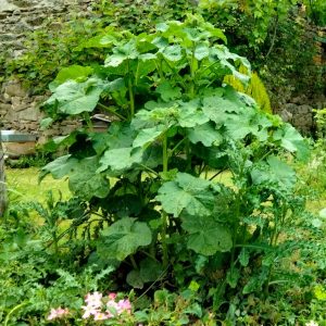 352285940_815924236532117_3427471002081842798_n